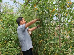 共抽取农产物批次